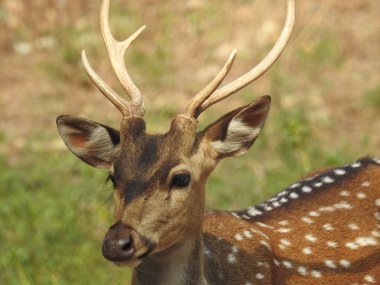 Red Deer fighting, Fallow Deer Fighting. Two Whitetail Deer. Close up Red Deer Stag in forest, Single adult noble deer with big beautiful horns on snowy field, Roe deer sitting in a green grass field A closeup look and detailed view of this species.