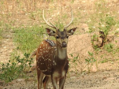 Red Deer fighting, Fallow Deer Fighting. Two Whitetail Deer. Close up Red Deer Stag in forest, Single adult noble deer with big beautiful horns on snowy field, Roe deer sitting in a green grass field A closeup look and detailed view of this species.
