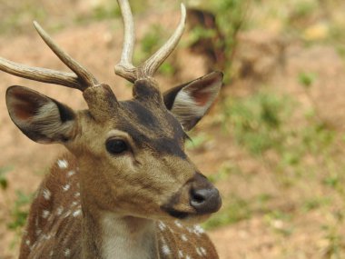 Red Deer fighting, Fallow Deer Fighting. Two Whitetail Deer. Close up Red Deer Stag in forest, Single adult noble deer with big beautiful horns on snowy field, Roe deer sitting in a green grass field A closeup look and detailed view of this species.