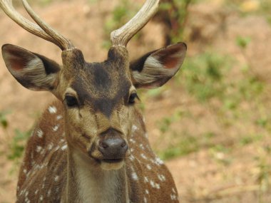 Red Deer fighting, Fallow Deer Fighting. Two Whitetail Deer. Close up Red Deer Stag in forest, Single adult noble deer with big beautiful horns on snowy field, Roe deer sitting in a green grass field A closeup look and detailed view of this species.