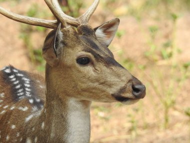 Red Deer fighting, Fallow Deer Fighting. Two Whitetail Deer. Close up Red Deer Stag in forest, Single adult noble deer with big beautiful horns on snowy field, Roe deer sitting in a green grass field A closeup look and detailed view of this species.