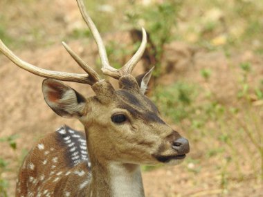 Red Deer fighting, Fallow Deer Fighting. Two Whitetail Deer. Close up Red Deer Stag in forest, Single adult noble deer with big beautiful horns on snowy field, Roe deer sitting in a green grass field A closeup look and detailed view of this species.