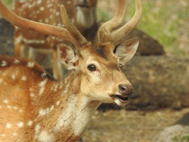 Red Deer fighting, Fallow Deer Fighting. Two Whitetail Deer. Close up Red Deer Stag in forest, Single adult noble deer with big beautiful horns on snowy field, Roe deer sitting in a green grass field A closeup look and detailed view of this species.