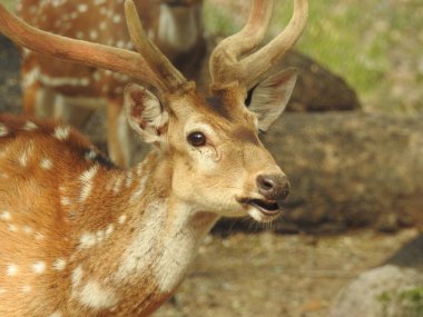 Red Deer fighting, Fallow Deer Fighting. Two Whitetail Deer. Close up Red Deer Stag in forest, Single adult noble deer with big beautiful horns on snowy field, Roe deer sitting in a green grass field A closeup look and detailed view of this species.