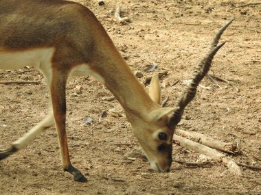 Red Deer fighting, Fallow Deer Fighting. Two Whitetail Deer. Close up Red Deer Stag in forest, Single adult noble deer with big beautiful horns on snowy field, Roe deer sitting in a green grass field A closeup look and detailed view of this species.