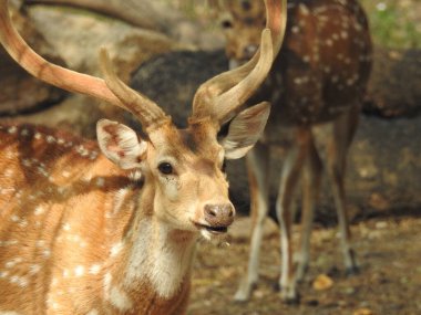 Red Deer fighting, Fallow Deer Fighting. Two Whitetail Deer. Close up Red Deer Stag in forest, Single adult noble deer with big beautiful horns on snowy field, Roe deer sitting in a green grass field A closeup look and detailed view of this species.