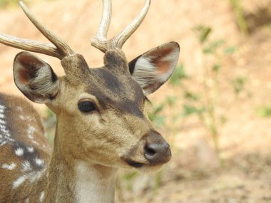 Red Deer fighting, Fallow Deer Fighting. Two Whitetail Deer. Close up Red Deer Stag in forest, Single adult noble deer with big beautiful horns on snowy field, Roe deer sitting in a green grass field A closeup look and detailed view of this species.