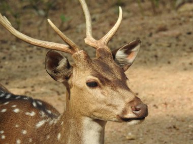 Red Deer fighting, Fallow Deer Fighting. Two Whitetail Deer. Close up Red Deer Stag in forest, Single adult noble deer with big beautiful horns on snowy field, Roe deer sitting in a green grass field A closeup look and detailed view of this species.