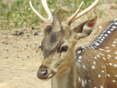 Red Deer fighting, Fallow Deer Fighting. Two Whitetail Deer. Close up Red Deer Stag in forest, Single adult noble deer with big beautiful horns on snowy field, Roe deer sitting in a green grass field A closeup look and detailed view of this species.