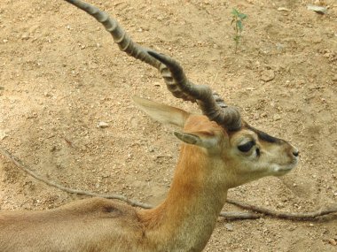 Red Deer fighting, Fallow Deer Fighting. Two Whitetail Deer. Close up Red Deer Stag in forest, Single adult noble deer with big beautiful horns on snowy field, Roe deer sitting in a green grass field A closeup look and detailed view of this species.