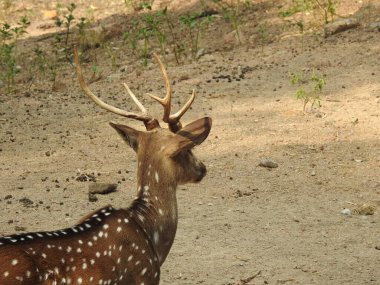 Red Deer fighting, Fallow Deer Fighting. Two Whitetail Deer. Close up Red Deer Stag in forest, Single adult noble deer with big beautiful horns on snowy field, Roe deer sitting in a green grass field A closeup look and detailed view of this species.
