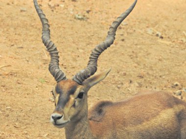 Red Deer fighting, Fallow Deer Fighting. Two Whitetail Deer. Close up Red Deer Stag in forest, Single adult noble deer with big beautiful horns on snowy field, Roe deer sitting in a green grass field A closeup look and detailed view of this species.