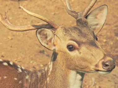 Red Deer fighting, Fallow Deer Fighting. Two Whitetail Deer. Close up Red Deer Stag in forest, Single adult noble deer with big beautiful horns on snowy field, Roe deer sitting in a green grass field A closeup look and detailed view of this species.