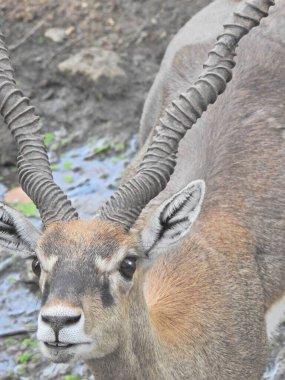 Red Deer fighting, Fallow Deer Fighting. Two Whitetail Deer. Close up Red Deer Stag in forest, Single adult noble deer with big beautiful horns on snowy field, Roe deer sitting in a green grass field A closeup look and detailed view of this species.
