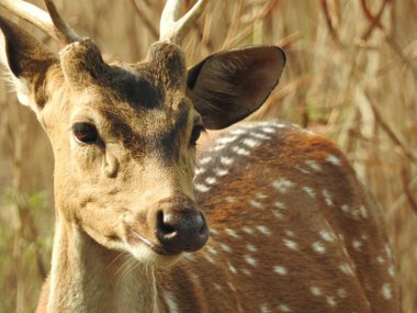 Roe geyiği, capreolus capreolus, ceylan besleniyor ve sabahın erken saatlerinde sisli çayırlara bakıyor. Yazın saman tarlasında otlayan turuncu kürklü vahşi dişi hayvan. Whitetail Geyiği ormanda yetişkin geyikler. Hayvanat bahçesinde bir grup yumurta geyiği
