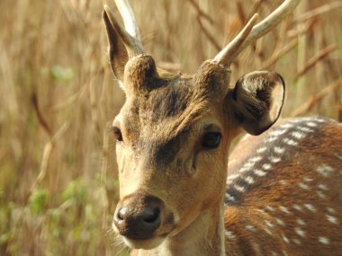 Roe geyiği, capreolus capreolus, ceylan besleniyor ve sabahın erken saatlerinde sisli çayırlara bakıyor. Yazın saman tarlasında otlayan turuncu kürklü vahşi dişi hayvan. Whitetail Geyiği ormanda yetişkin geyikler. Hayvanat bahçesinde bir grup yumurta geyiği
