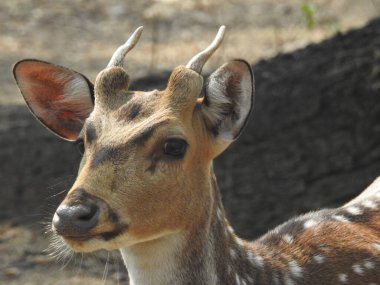 Roe geyiği, capreolus capreolus, ceylan besleniyor ve sabahın erken saatlerinde sisli çayırlara bakıyor. Yazın saman tarlasında otlayan turuncu kürklü vahşi dişi hayvan. Whitetail Geyiği ormanda yetişkin geyikler. Hayvanat bahçesinde bir grup yumurta geyiği
