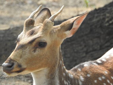 Roe geyiği, capreolus capreolus, ceylan besleniyor ve sabahın erken saatlerinde sisli çayırlara bakıyor. Yazın saman tarlasında otlayan turuncu kürklü vahşi dişi hayvan. Whitetail Geyiği ormanda yetişkin geyikler. Hayvanat bahçesinde bir grup yumurta geyiği