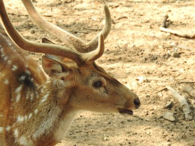 Roe geyiği, capreolus capreolus, ceylan besleniyor ve sabahın erken saatlerinde sisli çayırlara bakıyor. Yazın saman tarlasında otlayan turuncu kürklü vahşi dişi hayvan. Whitetail Geyiği ormanda yetişkin geyikler. Hayvanat bahçesinde bir grup yumurta geyiği