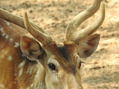 Roe geyiği, capreolus capreolus, ceylan besleniyor ve sabahın erken saatlerinde sisli çayırlara bakıyor. Yazın saman tarlasında otlayan turuncu kürklü vahşi dişi hayvan. Whitetail Geyiği ormanda yetişkin geyikler. Hayvanat bahçesinde bir grup yumurta geyiği