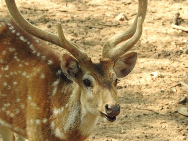 Roe geyiği, capreolus capreolus, ceylan besleniyor ve sabahın erken saatlerinde sisli çayırlara bakıyor. Yazın saman tarlasında otlayan turuncu kürklü vahşi dişi hayvan. Whitetail Geyiği ormanda yetişkin geyikler. Hayvanat bahçesinde bir grup yumurta geyiği