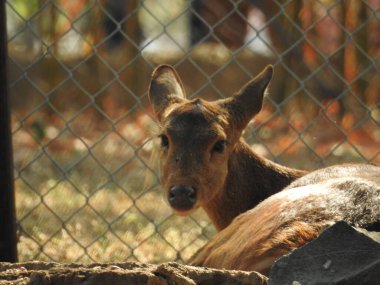 Roe geyiği, capreolus capreolus, ceylan besleniyor ve sabahın erken saatlerinde sisli çayırlara bakıyor. Yazın saman tarlasında otlayan turuncu kürklü vahşi dişi hayvan. Whitetail Geyiği ormanda yetişkin geyikler. Hayvanat bahçesinde bir grup yumurta geyiği