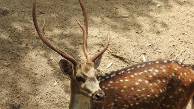 Kızıl geyik Cervus elaphus geyiği tekdüze bir şekilde kükrüyor. Roe geyiği, capreolus capreolus, sabahın erken saatlerinde sisli çayırlara bakar. Bilinçsiz dişi vahşi hayvanlar. Roe geyiği, capreolus capreolus geyiği besleniyor ve sisli çayırlara bakıyor. 