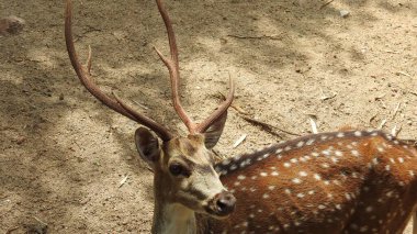 Kızıl geyik Cervus elaphus geyiği tekdüze bir şekilde kükrüyor. Roe geyiği, capreolus capreolus, sabahın erken saatlerinde sisli çayırlara bakar. Bilinçsiz dişi vahşi hayvanlar. Roe geyiği, capreolus capreolus geyiği besleniyor ve sisli çayırlara bakıyor. 