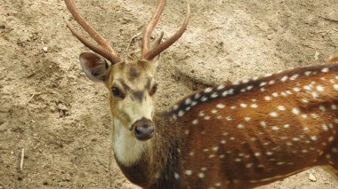 Kızıl geyik Cervus elaphus geyiği tekdüze bir şekilde kükrüyor. Roe geyiği, capreolus capreolus, sabahın erken saatlerinde sisli çayırlara bakar. Bilinçsiz dişi vahşi hayvanlar. Roe geyiği, capreolus capreolus geyiği besleniyor ve sisli çayırlara bakıyor. 