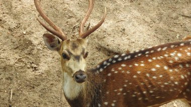 Kızıl geyik Cervus elaphus geyiği tekdüze bir şekilde kükrüyor. Roe geyiği, capreolus capreolus, sabahın erken saatlerinde sisli çayırlara bakar. Bilinçsiz dişi vahşi hayvanlar. Roe geyiği, capreolus capreolus geyiği besleniyor ve sisli çayırlara bakıyor. 