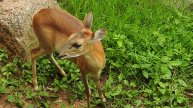 Kızıl geyik, yeşil ormanda haykıran güçlü yetişkin hayvan, Beyazkuyruk geyiği olgun geyik geyik geyiği, yeşil ormanda körükleyen güçlü yetişkin hayvan, anne Chamois, Rupicapra rupicapra tarafından tımar edilen beyaz kuyruklu geyik yavrusu, geyik geyiği 