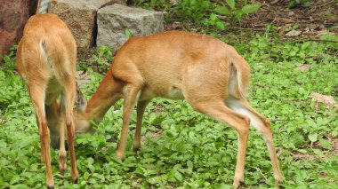 Kızıl geyik, yeşil ormanda haykıran güçlü yetişkin hayvan, Beyazkuyruk geyiği olgun geyik geyik geyiği, yeşil ormanda körükleyen güçlü yetişkin hayvan, anne Chamois, Rupicapra rupicapra tarafından tımar edilen beyaz kuyruklu geyik yavrusu, geyik geyiği 
