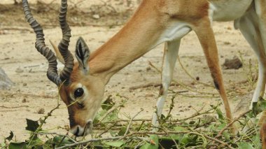 Kızıl geyik, yeşil ormanda haykıran güçlü yetişkin hayvan, Beyazkuyruk geyiği olgun geyik geyik geyiği, yeşil ormanda körükleyen güçlü yetişkin hayvan, anne Chamois, Rupicapra rupicapra tarafından tımar edilen beyaz kuyruklu geyik yavrusu, geyik geyiği 