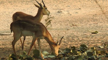Erkek Avrupalı Kızıl Geyik ya da Cervus Elaphus Rut sırasında kükrer. Kızıl Geyik Avrupa 'nın çoğunda, Kafkasya Dağlarında yaşar. Fallow Deer (Cervus dama). Bir gencin portresi. Beyaz kuyruklu geyik yavrusu anne tarafından yetiştiriliyor. Ormanda bir grup yumurta geyiği