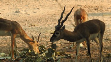 Erkek Avrupalı Kızıl Geyik ya da Cervus Elaphus Rut sırasında kükrer. Kızıl Geyik Avrupa 'nın çoğunda, Kafkasya Dağlarında yaşar. Fallow Deer (Cervus dama). Bir gencin portresi. Beyaz kuyruklu geyik yavrusu anne tarafından yetiştiriliyor. Ormanda bir grup yumurta geyiği