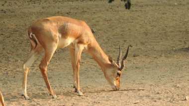 Erkek Avrupalı Kızıl Geyik ya da Cervus Elaphus Rut sırasında kükrer. Kızıl Geyik Avrupa 'nın çoğunda, Kafkasya Dağlarında yaşar. Fallow Deer (Cervus dama). Bir gencin portresi. Beyaz kuyruklu geyik yavrusu anne tarafından yetiştiriliyor. Ormanda bir grup yumurta geyiği