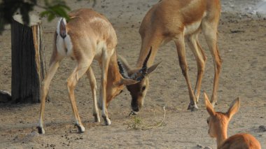 Erkek Avrupalı Kızıl Geyik ya da Cervus Elaphus Rut sırasında kükrer. Kızıl Geyik Avrupa 'nın çoğunda, Kafkasya Dağlarında yaşar. Fallow Deer (Cervus dama). Bir gencin portresi. Beyaz kuyruklu geyik yavrusu anne tarafından yetiştiriliyor. Ormanda bir grup yumurta geyiği