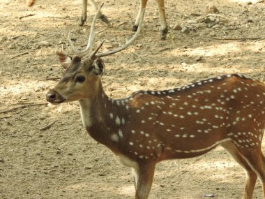 Beyaz kuyruklu geyik yavrusu, anne Chital geyiği ya da benekli geyik (Axis geyiği) tarafından ormanda yetiştiriliyor, beyaz kuyruklu geyik yavrusu (Odocoileus virginianus) ise çayırda. Chamois, Rupicapra rupicapra, kış ormanında. Studenec Hill Vahşi Yaşam 