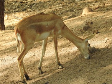 Beyaz kuyruklu geyik yavrusu, anne Chital geyiği ya da benekli geyik (Axis geyiği) tarafından ormanda yetiştiriliyor, beyaz kuyruklu geyik yavrusu (Odocoileus virginianus) ise çayırda. Chamois, Rupicapra rupicapra, kış ormanında. Studenec Hill Vahşi Yaşam 