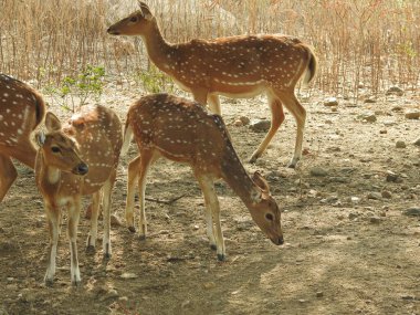 Beyaz kuyruklu geyik yavrusu, anne Chital geyiği ya da benekli geyik (Axis geyiği) tarafından ormanda yetiştiriliyor, beyaz kuyruklu geyik yavrusu (Odocoileus virginianus) ise çayırda. Chamois, Rupicapra rupicapra, kış ormanında. Studenec Hill Vahşi Yaşam 