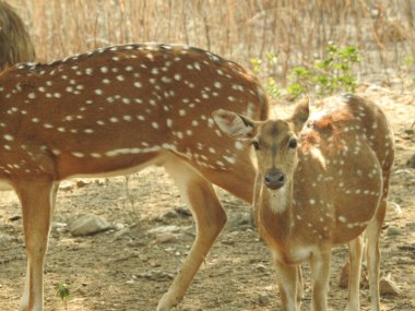 Beyaz kuyruklu geyik yavrusu, anne Chital geyiği ya da benekli geyik (Axis geyiği) tarafından ormanda yetiştiriliyor, beyaz kuyruklu geyik yavrusu (Odocoileus virginianus) ise çayırda. Chamois, Rupicapra rupicapra, kış ormanında. Studenec Hill Vahşi Yaşam 