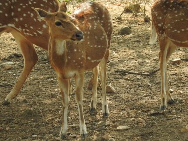 Beyaz kuyruklu geyik yavrusu, anne Chital geyiği ya da benekli geyik (Axis geyiği) tarafından ormanda yetiştiriliyor, beyaz kuyruklu geyik yavrusu (Odocoileus virginianus) ise çayırda. Chamois, Rupicapra rupicapra, kış ormanında. Studenec Hill Vahşi Yaşam 