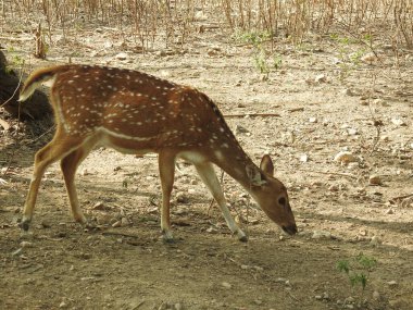 Ormanda dişi geyik (Axis deer), çayırda beyaz kuyruklu geyik (Odocoileus virginianus). Erkek Avrupalı Kızıl Geyik ya da Cervus Elaphus Rut sırasında kükrer. Kırmızı Geyik Yaşıyor. Sonbahar Geyiğinde Erkek Geyik Kükremesi