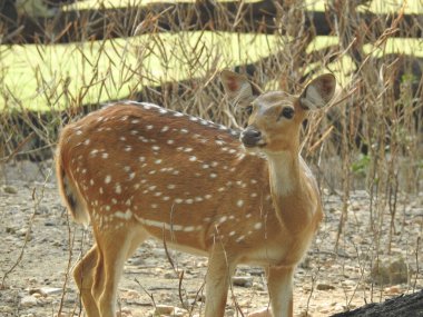 Ormanda dişi geyik (Axis deer), çayırda beyaz kuyruklu geyik (Odocoileus virginianus). Erkek Avrupalı Kızıl Geyik ya da Cervus Elaphus Rut sırasında kükrer. Kırmızı Geyik Yaşıyor. Sonbahar Geyiğinde Erkek Geyik Kükremesi