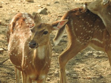 Ormanda dişi geyik (Axis deer), çayırda beyaz kuyruklu geyik (Odocoileus virginianus). Erkek Avrupalı Kızıl Geyik ya da Cervus Elaphus Rut sırasında kükrer. Kırmızı Geyik Yaşıyor. Sonbahar Geyiğinde Erkek Geyik Kükremesi