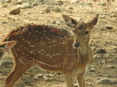 Ormanda dişi geyik (Axis deer), çayırda beyaz kuyruklu geyik (Odocoileus virginianus). Erkek Avrupalı Kızıl Geyik ya da Cervus Elaphus Rut sırasında kükrer. Kırmızı Geyik Yaşıyor. Sonbahar Geyiğinde Erkek Geyik Kükremesi