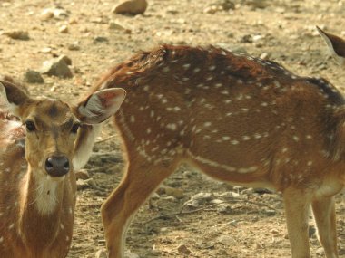 Ormanda dişi geyik (Axis deer), çayırda beyaz kuyruklu geyik (Odocoileus virginianus). Erkek Avrupalı Kızıl Geyik ya da Cervus Elaphus Rut sırasında kükrer. Kırmızı Geyik Yaşıyor. Sonbahar Geyiğinde Erkek Geyik Kükremesi