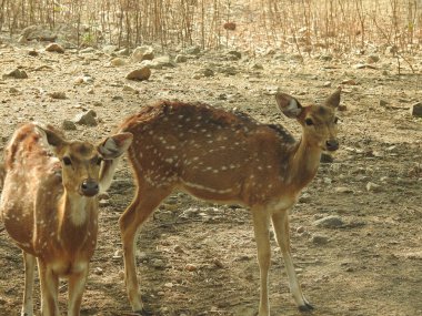 Ormanda dişi geyik (Axis deer), çayırda beyaz kuyruklu geyik (Odocoileus virginianus). Erkek Avrupalı Kızıl Geyik ya da Cervus Elaphus Rut sırasında kükrer. Kırmızı Geyik Yaşıyor. Sonbahar Geyiğinde Erkek Geyik Kükremesi
