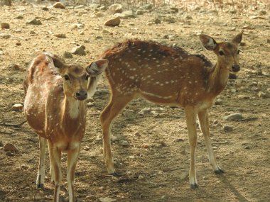 Ormanda dişi geyik (Axis deer), çayırda beyaz kuyruklu geyik (Odocoileus virginianus). Erkek Avrupalı Kızıl Geyik ya da Cervus Elaphus Rut sırasında kükrer. Kırmızı Geyik Yaşıyor. Sonbahar Geyiğinde Erkek Geyik Kükremesi