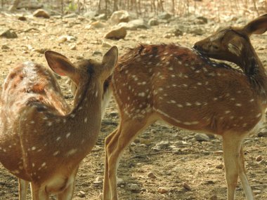 Ormanda dişi geyik (Axis deer), çayırda beyaz kuyruklu geyik (Odocoileus virginianus). Erkek Avrupalı Kızıl Geyik ya da Cervus Elaphus Rut sırasında kükrer. Kırmızı Geyik Yaşıyor. Sonbahar Geyiğinde Erkek Geyik Kükremesi